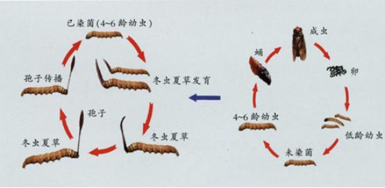 最新冬蟲夏草資訊，探尋蟲草世界的奧秘與實(shí)時(shí)動(dòng)態(tài)