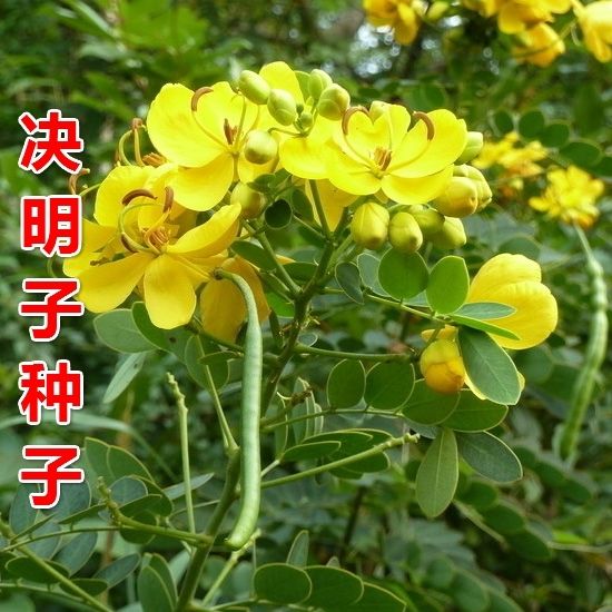 小紅書(shū)熱門話題，決明子行情深度解析??