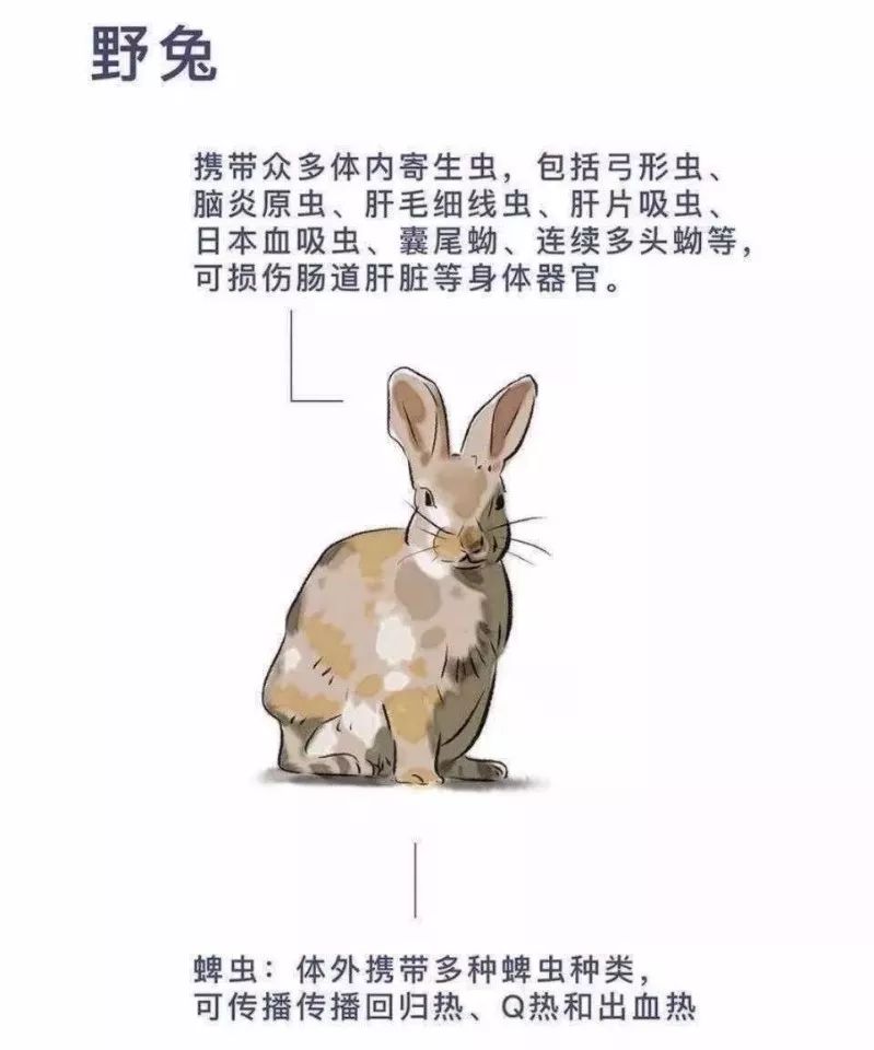 全面禁吃動物指南，最新禁令與行動步驟